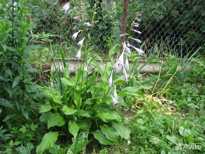 Многолетние цветы