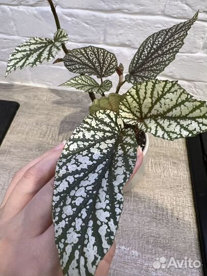 Фикус бенжамина