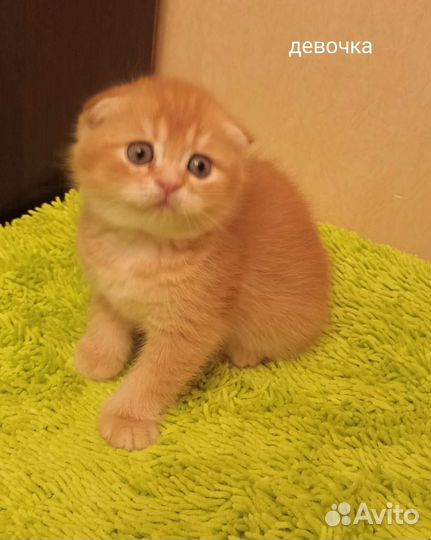 Шотландские рыжики