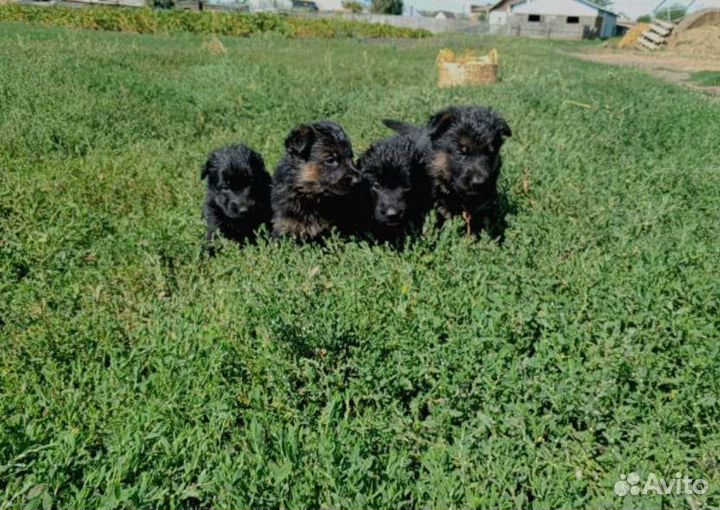 Шенки немецкой овчарки