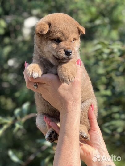 Мальчик сиба