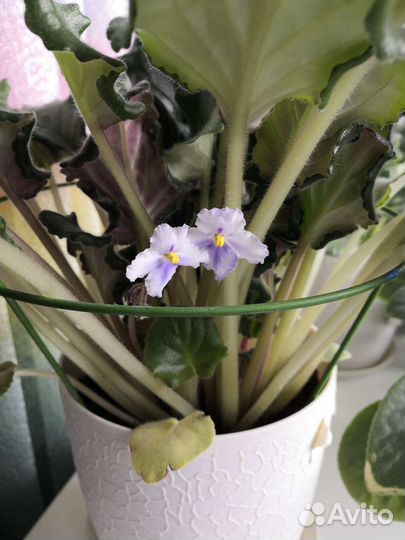 Фиалка нежно-сиреневая