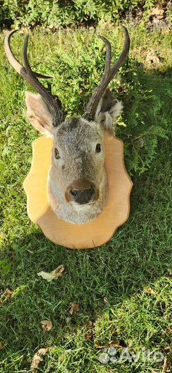 Голова оленя