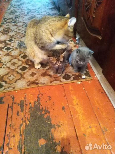 Отдам бесплатно