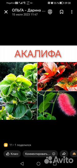 Филодендрон виоллин голубой жёлтый вар и другие