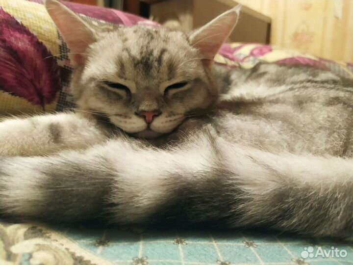 Британец вязка