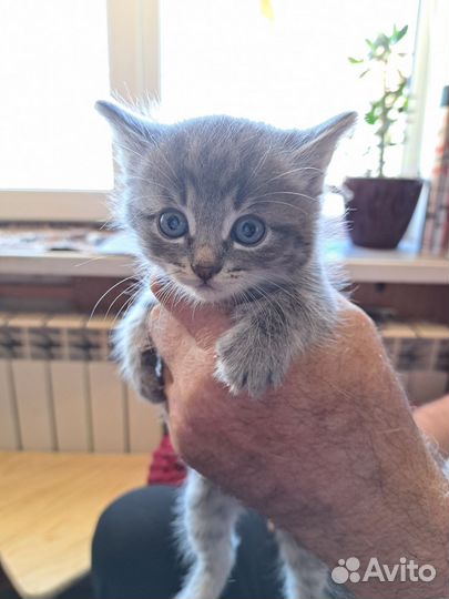 Отдам котят в добрые руки