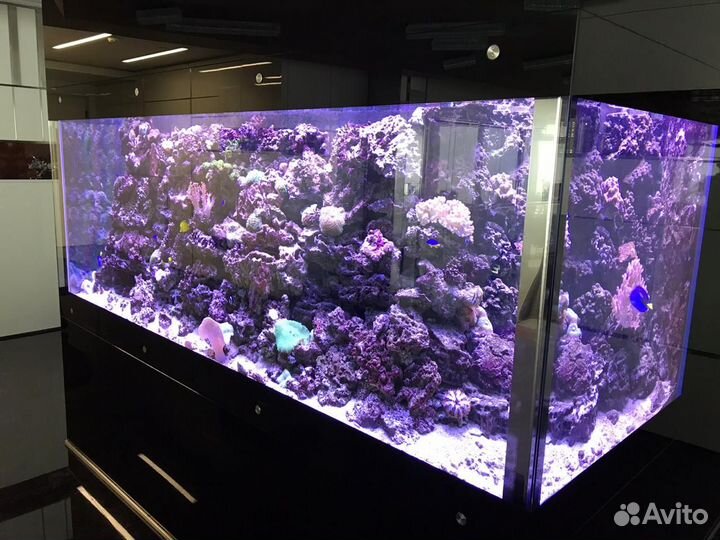 Оформление, дизайн и(или) запуск аквариума