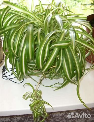 Хлорофитум кудрявый Отростки