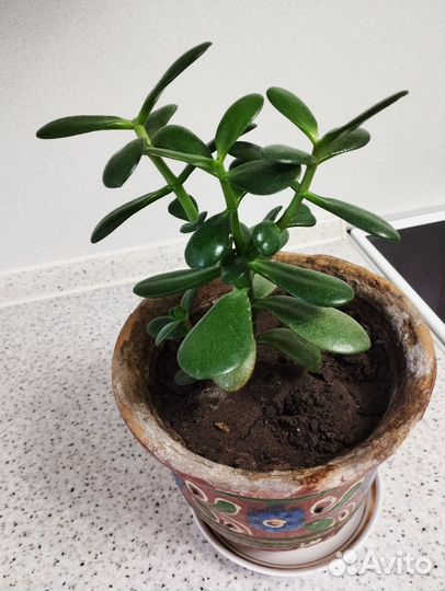 Крассула толстянка