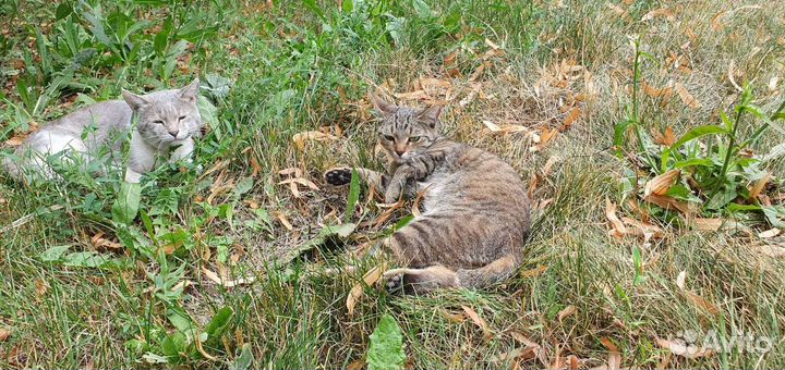 Кошка в дар бесплатно