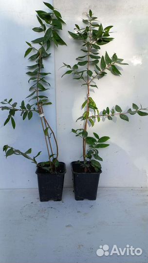 Мирт 2 вида (широколистный и мелколистный)