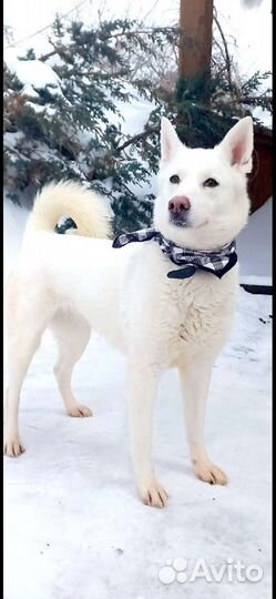 Метис лайки