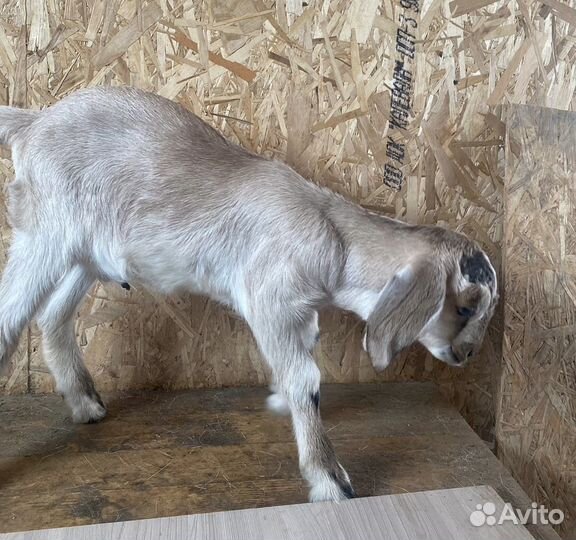 Англо нубийский козлики