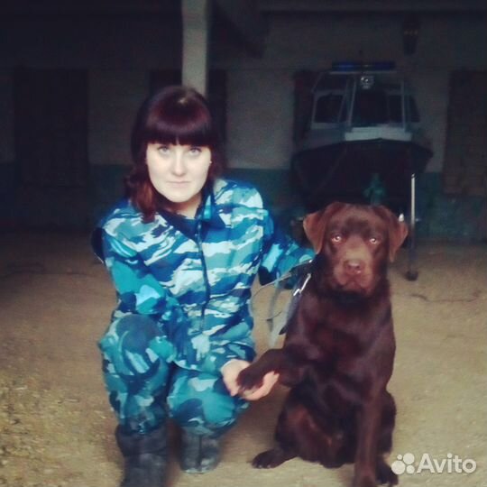 Дрессировка собак в Темрюке