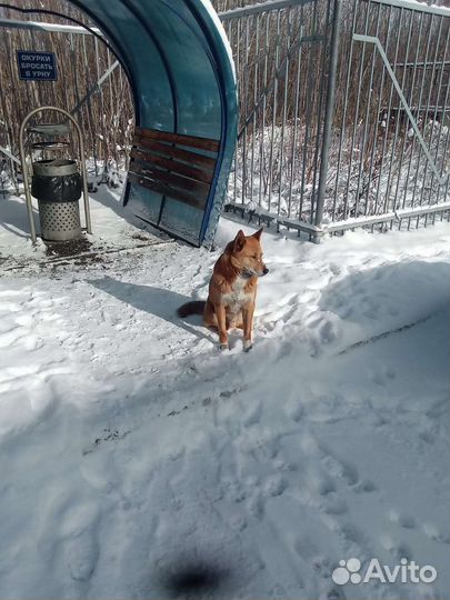 Пес Рыжик в добрые руки