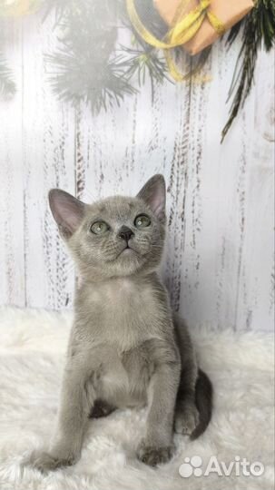 Бурманские мальчики