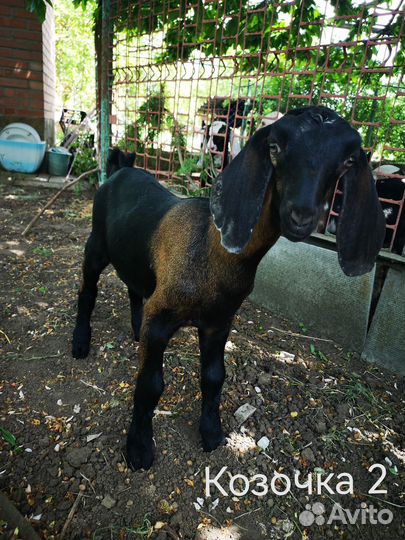 Нубийские козы