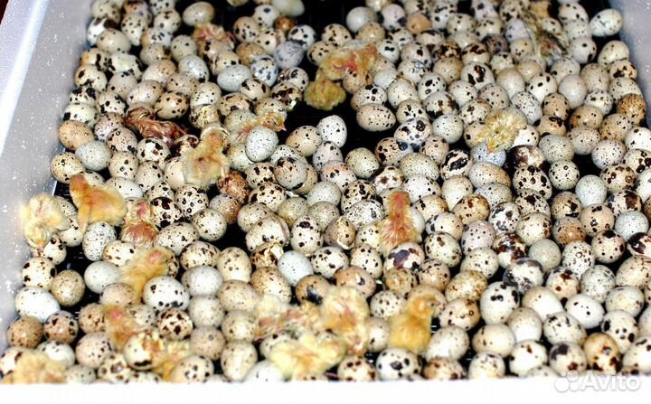 Перепелениное инкубационное яйцо