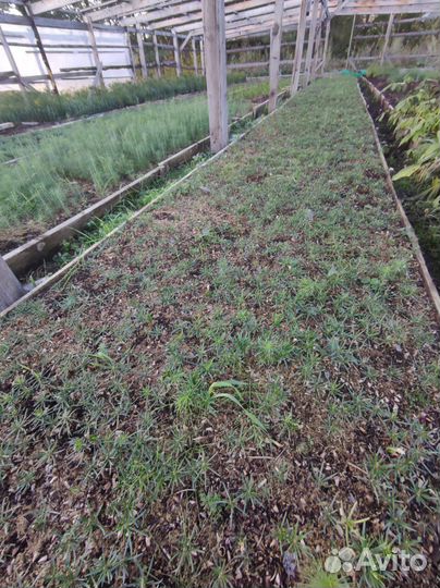 Кедр Сибирский сеянцы с окс хвойные на Доращи