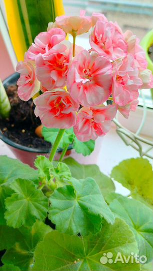Пеларгония герань зонартик махровая