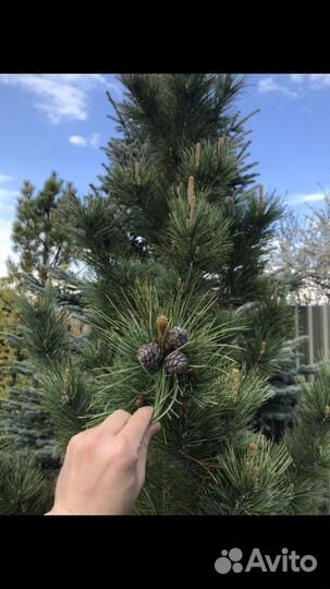 Прививка кедровая