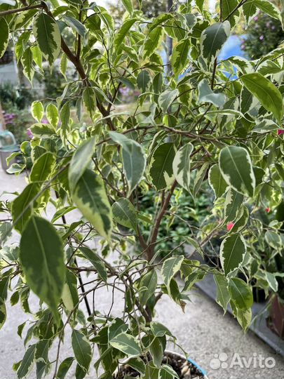 Фикус бенджамина большой