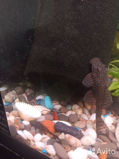 Сомики анциструсы