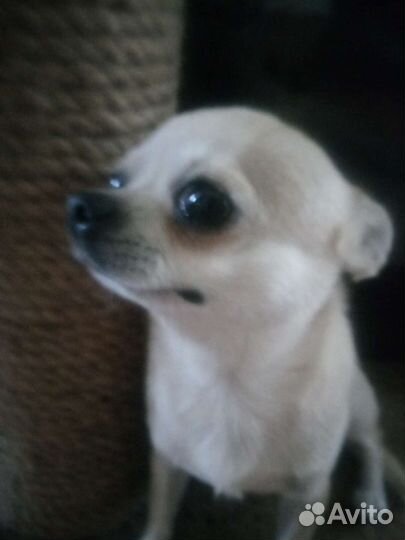 Вязка, чихуахуа,квентин тарантино