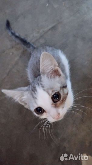 Кошки в добрые руки бесплатно