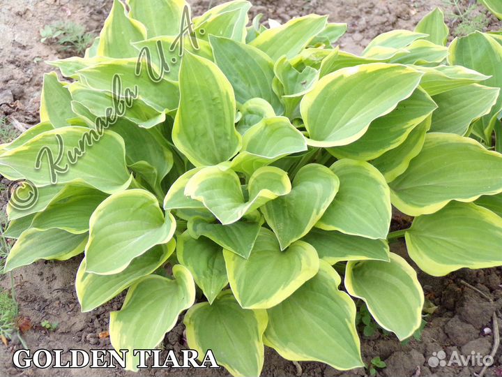 Многолетние уличные цветы