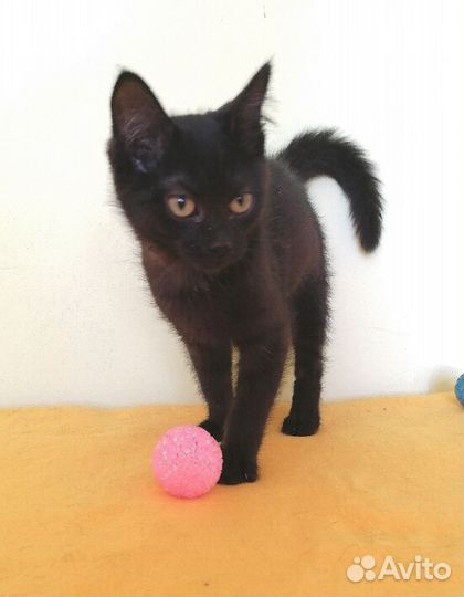 Котенок девочка