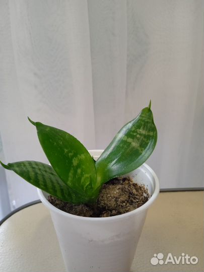 Сансивиерия