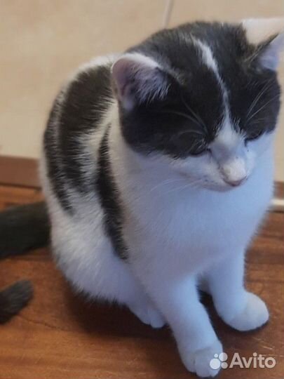 Котенок в добрые руки