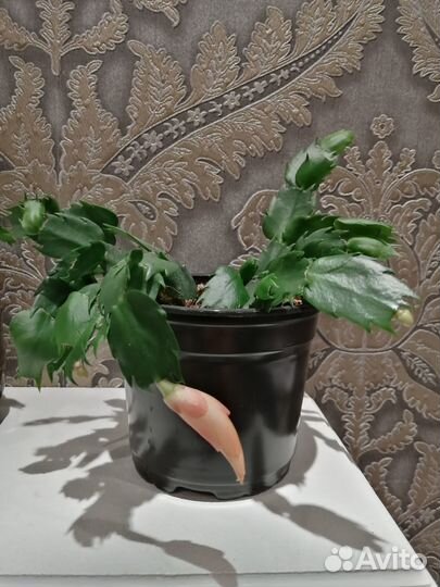 Декабрист Шлюмбергера