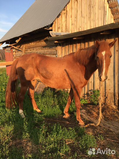 Продам лошадь