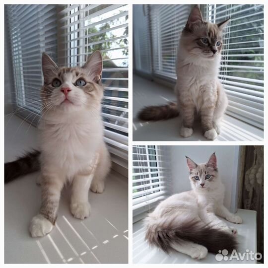 Кошка