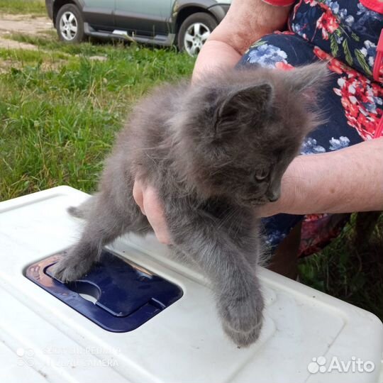 Котята ищут дом