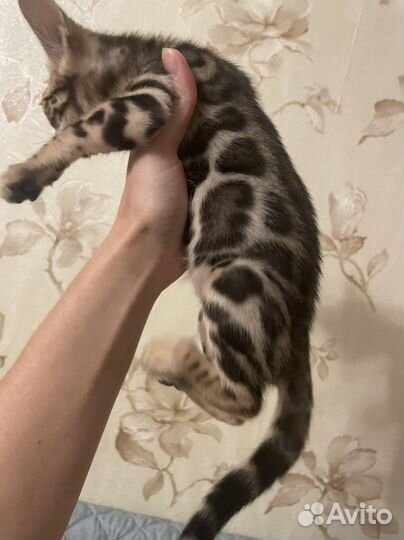 Бенгальская котята москва