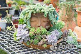 Набор растений для сада, многолетние, почвопокров