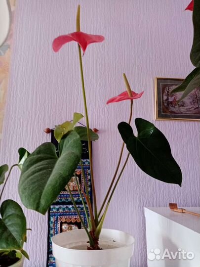 Антуриум Андре