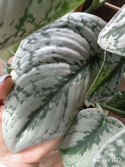 Сциндапсус Треби