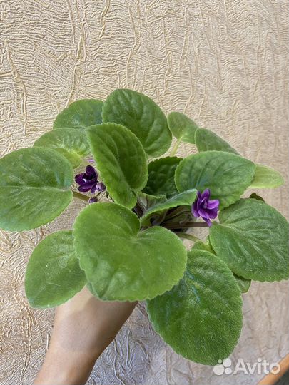 Фиалки разные, детки, взрослые, срез листов