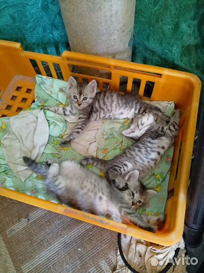 Котята в добрые руки бесплатно