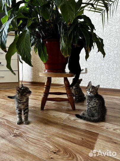 Котята в добрые руки даром