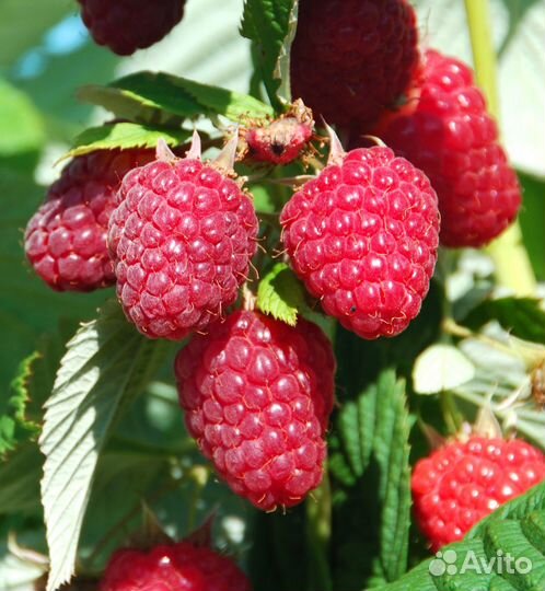 Саженцы туя яблоня виноград вишня груша слива