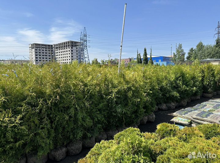 Туя Брабант