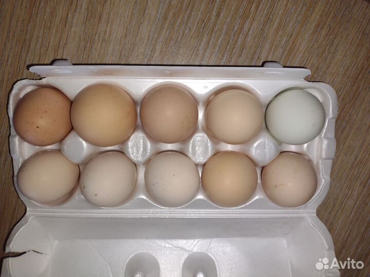 Домашние куриные яйца