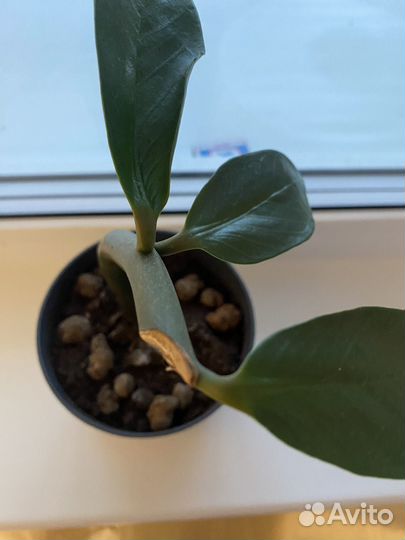 Долларовое дерево