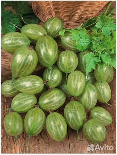 Саженцы крыжовника - разные сорта